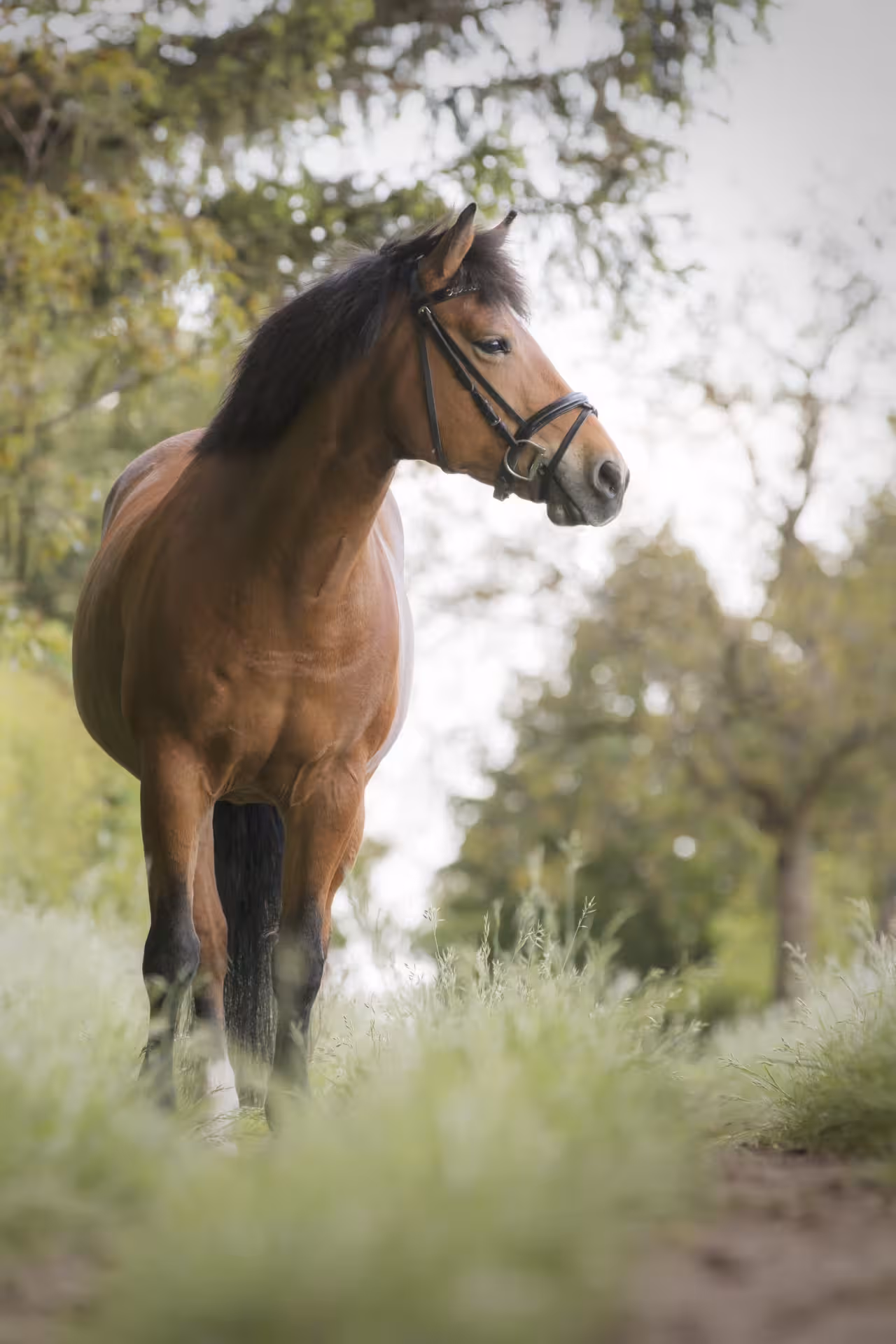 Foto van een paard