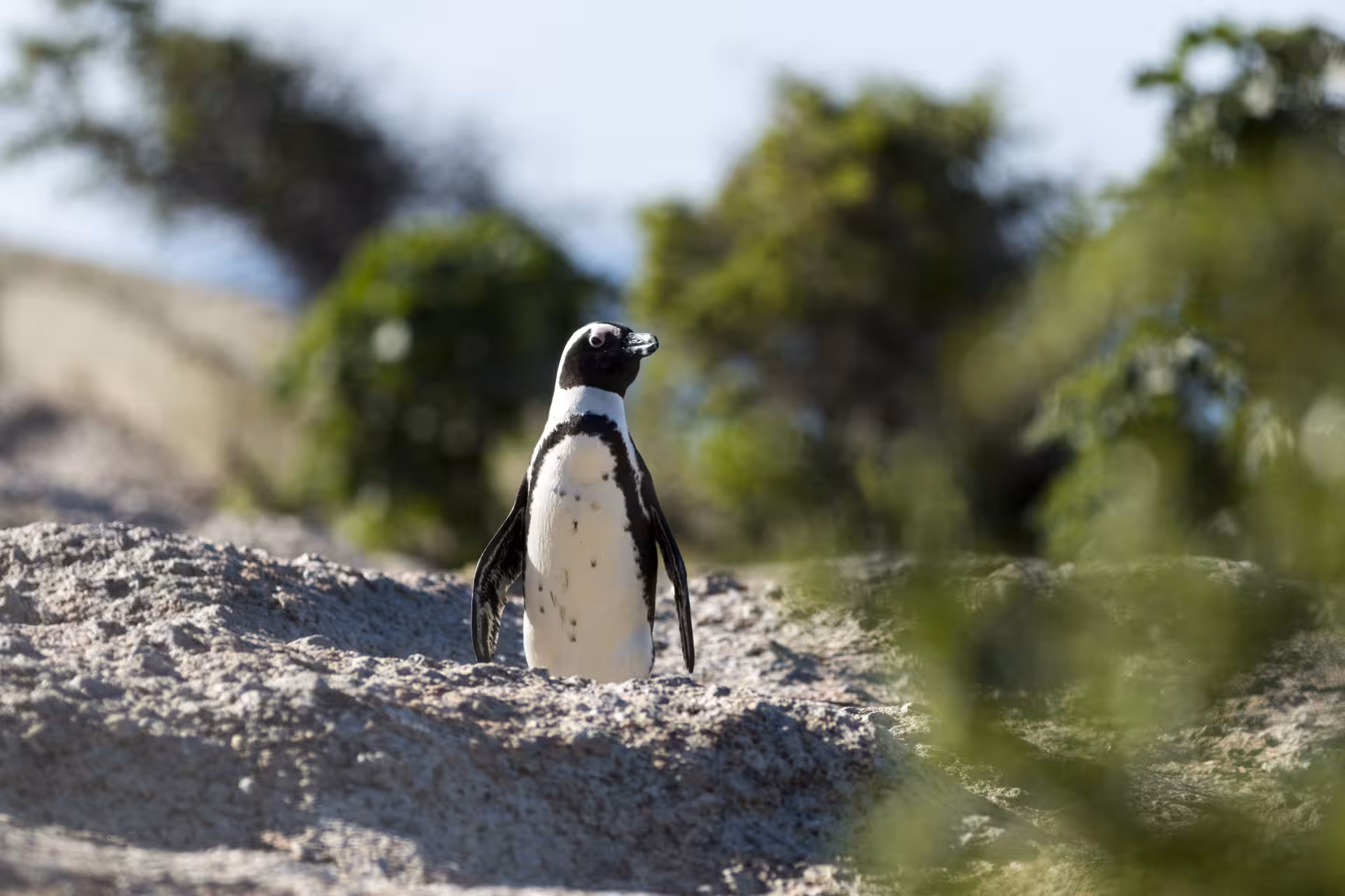 Foto van een pinguïn